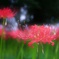 彼岸花