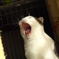 ああーん