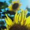 夏Color's
