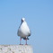 DSC02770