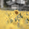 夏の花
