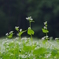 蕎麦の花畑　