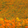 Cosmos sulphureus