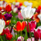 colourful tulips