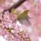 メジロ飛翔