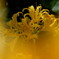 秋の花