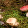 gaudy-mushrooms
