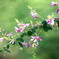 bush-clover
