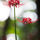 双輪「曼珠沙華」
