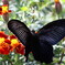 black butterfly