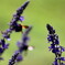 blue-salvia