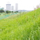 多摩川