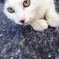 ノラ猫