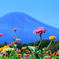 富士山と百日草