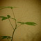 お店にある小さな植物