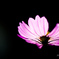  Light in the Darkness