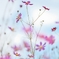 秋桜2014b