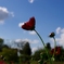 IMGP2256