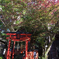 紅煌く
