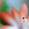 red pistil