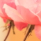 想い