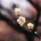 梅の花