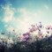 秋 桜 *2014