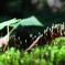 森・小さな命２