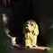 愛犬