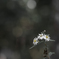 Charm of Flower Ⅳ