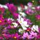 コスモス(秋桜)