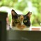 三毛猫ミーコ