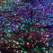 星のひかり９