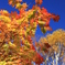 尾瀬の紅葉