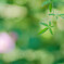 芙蓉　おまけ