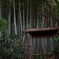 鎌倉の竹林