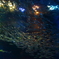 魚たちの団結
