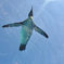 空飛ぶペンギン
