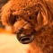 Nikon犬