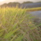 夕暮れの散歩路