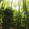 竹林の中の