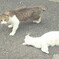 野良さん