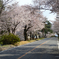 桜並木
