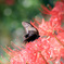 秋の花　～曼珠沙華とアゲハチョウ