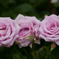 IMG_4630a