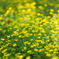 a yellow flower..*