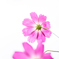 Cosmos～*