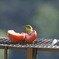 メジロ　～柿から産まれた・・？～