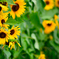向日葵