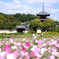 季節の便り_法起寺の秋桜_04